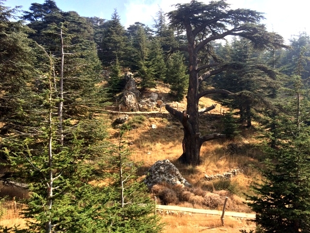 Cedars of God Bsharri Bsharre Lebanon