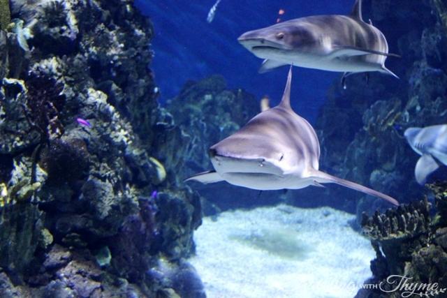 Barcelona Bus Turistic Tour Aquarium Sharks