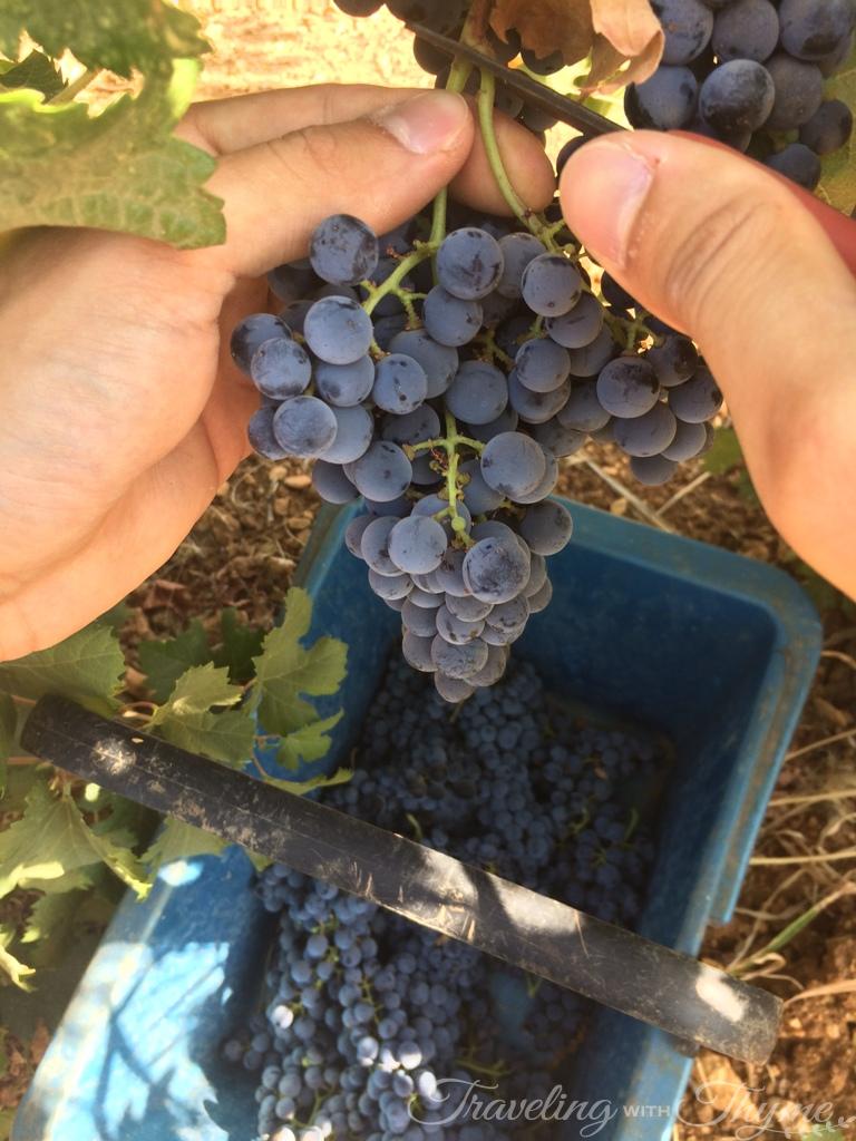 Chateau Ksara Vineyard Grape Harvest