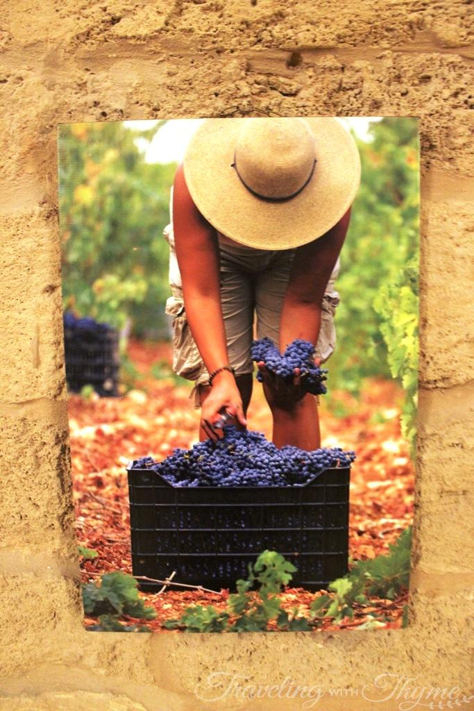 Batroun Mountains Winery Organic Vintage Vineyard
