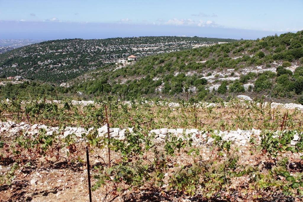 209 Lebanese Wine Batroun Vineyard Lebanon