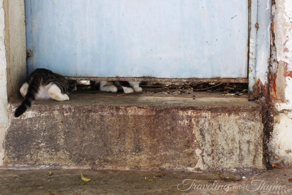 Skiathos Town Cute Cat Photography Greece