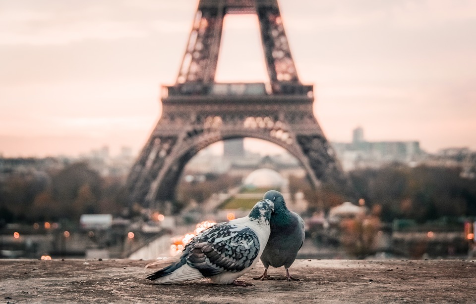 Paris love romance tour eiffel birds